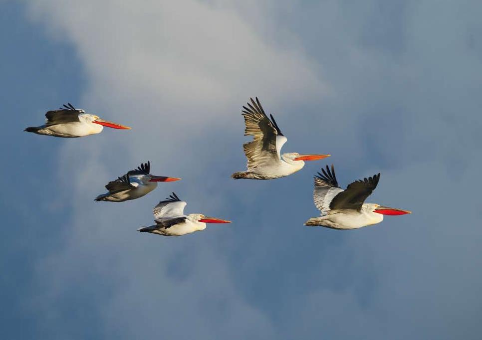 Αργυροπελεκάνος (Pelecanus crispus) VU το κριτήριο πληρείται τόσο κατά την περίοδο διαχείμασης, με 40-50 άτομα, όσο