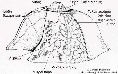 και κάθε λοβίδιο υποδιαιρείται σε 10 με 100 κυψελίδες. Η κυψελίδα είναι η μικρότερη λειτουργική μονάδα μέσα στο μαστικό αδένα. Υπάρχουν δύο είδη κυττάρων στο μαστικό αδένα.