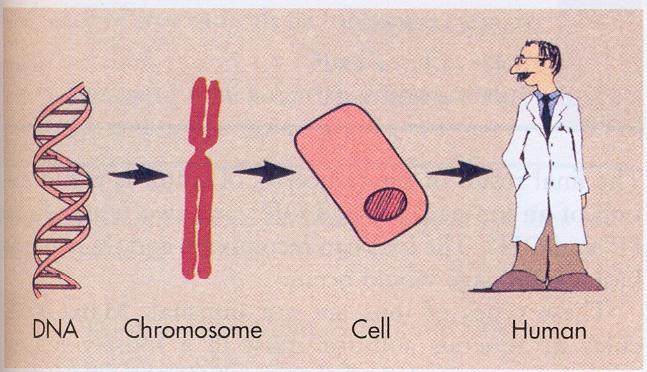 Επίδραση Ιοντιζουσών Ακτινοβολιών σε Χρωμοσώματα Το DNA είναι το σημαντικότερο συστατικό που μπορεί να πληγεί αφού μεταφέρει το γενετικό κώδικα Εκτός από τα λεμφοκύτταρα, τα ωοκύτταρα και τα ορώδη