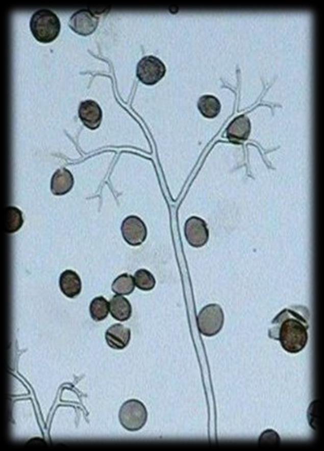 Pseudoperonospora