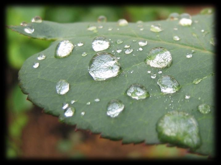 οπωροκηπευτικά συνθήκες ανάπτυξης τα σποριάγγεια (κονίδια) μεταφέρονται με τον άνεμο και τη βροχή σε μερικές περιπτώσεις