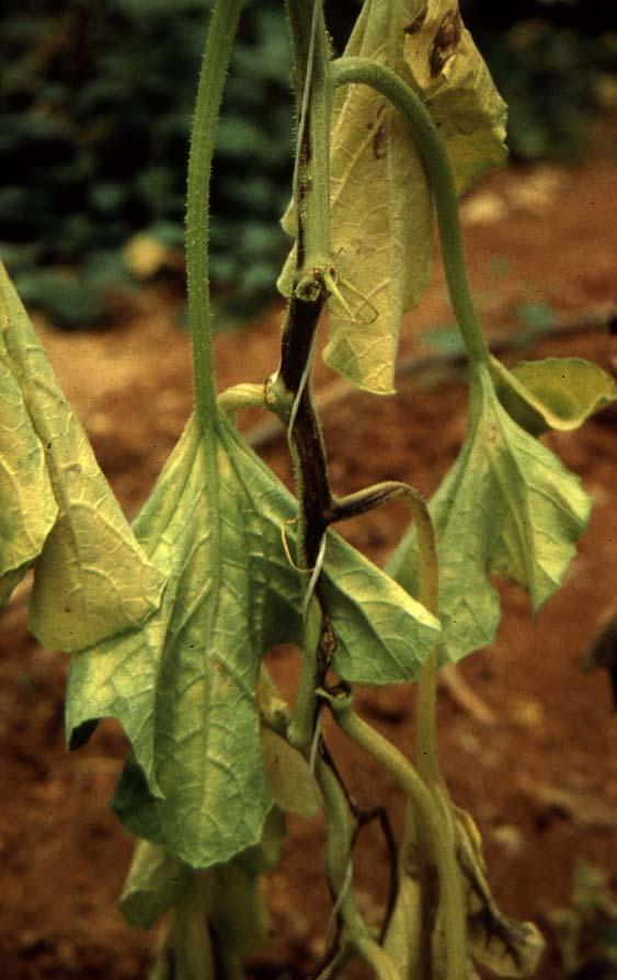 Εικόνα 4. Φυτό θερµοκηπιακής καλλιέργειας πεπονιάς µε προσβολή από το µύκητα Fusarium oxysporum f.sp. melonis.