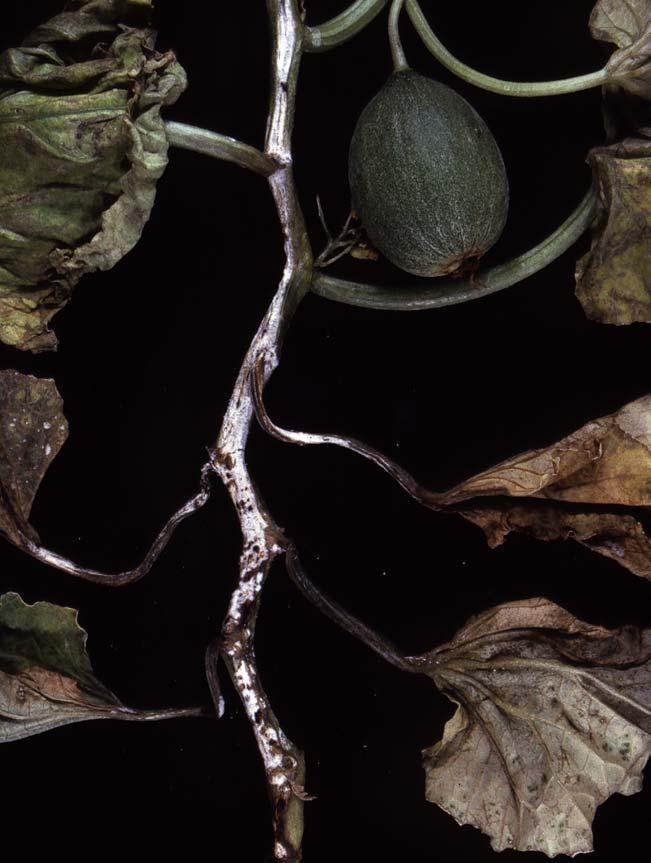 Εικόνα 5. Φυτό θερµοκηπιακής καλλιέργειας πεπονιάς µε προσβολή από το µύκητα Fusarium oxysporum f.sp. melonis.