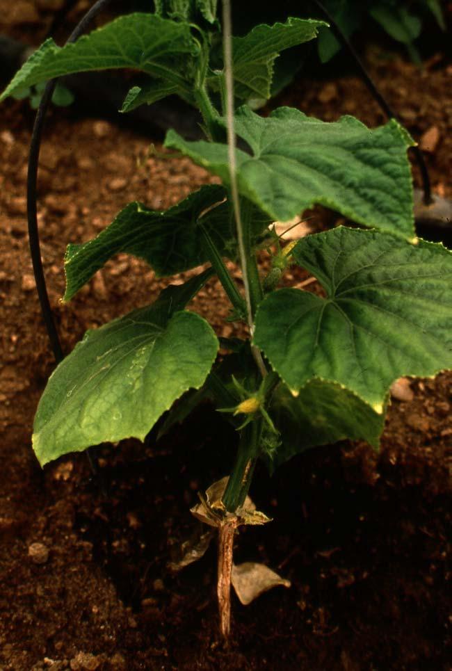 Εικόνα 7. Φυτό θερµοκηπιακής καλλιέργειας αγγουριάς µε προσβολή από το µύκητα Fusarium oxysporum f. sp. radiciscucumerinum.