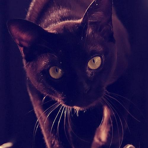 Η προέλευση της δεισιδαιμονίας για την μαύρη γάτα -Η Freya, θεά του έρωτα και της γονιμότητας των Νορβηγών, εμφανίζεται πάνω σ ένα άρμα που το τραβάνε 2 μαύρες γάτες.