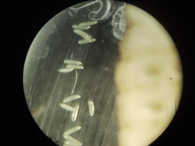 3: Αυγά Bracon  2:α)