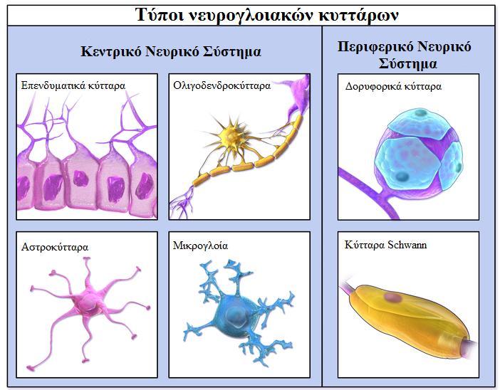 21 Α. Θεωρητικό Μέρος Σχήμα Α.3: Τύποι νευρογλοιακών κυττάρων. Προσαρμοσμένη από [6]. Κεντρικό Νευρικό Σύστημα: 1.