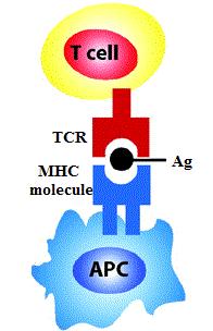 27 Α. Θεωρητικό Μέρος Τα MC είναι γλυκοπρωτεΐνες της κυτταρικής μεμβράνης και χωρίζονται σε 2 κατηγορίες: MC τάξης Ι και MC τάξης Ι.