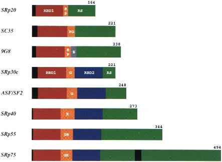 Σχήµα A.3. Σχηµατική αναπαράσταση των δοµικών περιοχών των SR παραγόντων µατίσµατος.