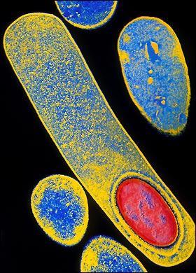 Clostridium