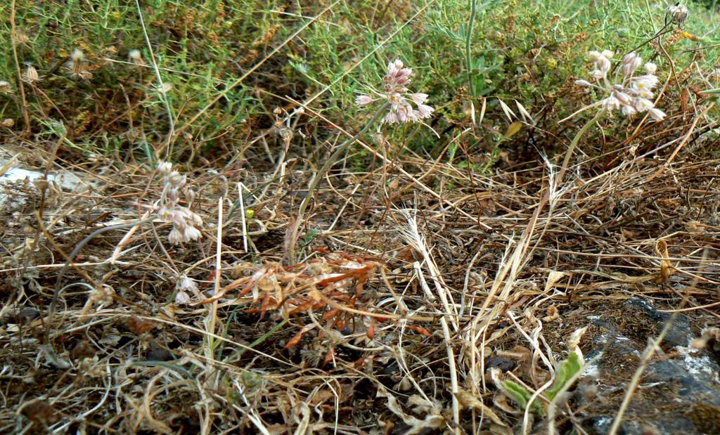 Κατάσταση Πληθυσμών Το είδος συλλέχθηκε από τρεις περιοχές στην Κεφαλονιά (Φαράγγι Πόρου, Μιχάτα, και μεταξύ των χωριών Φαρακλάτα και Δειλινάτα) και μια από την Ζάκυνθο (Μαριές).