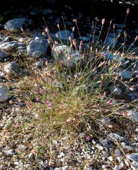 Κατάσταση πληθυσμών Η Centaurea subciliaris subsp. subciliaris απαντά στις βόρειες, αλλά και στις νοτιοδυτικές πλαγιές του όρους Αίνος και σχηματίζει ολιγάριθμες ομάδες ατόμων στα πρανή των δρόμων.