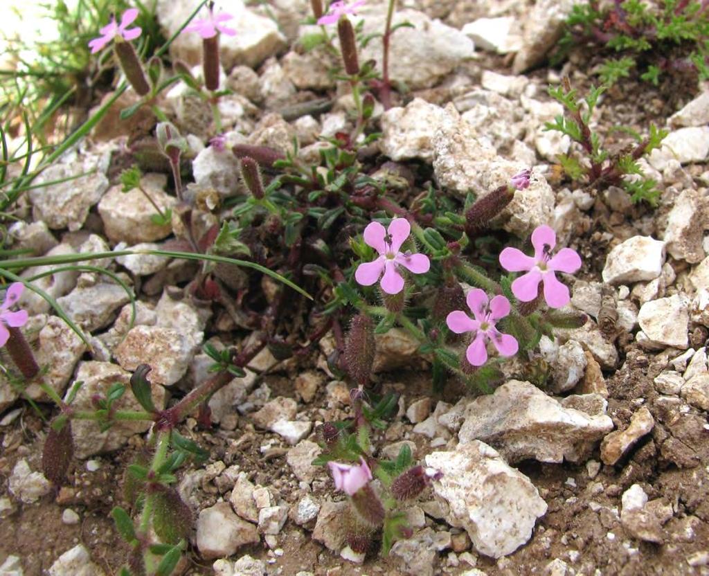 Εικόνα 14: Η Saponaria aenesia στον