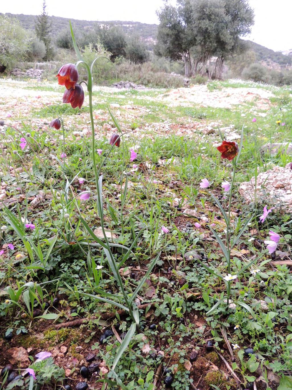 Εικόνα 22: Fritillaria messanensis subsp.