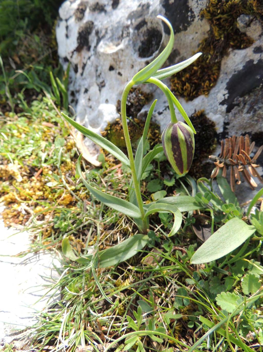 Εικόνα 24: Fritillaria mutabilis στο όρος