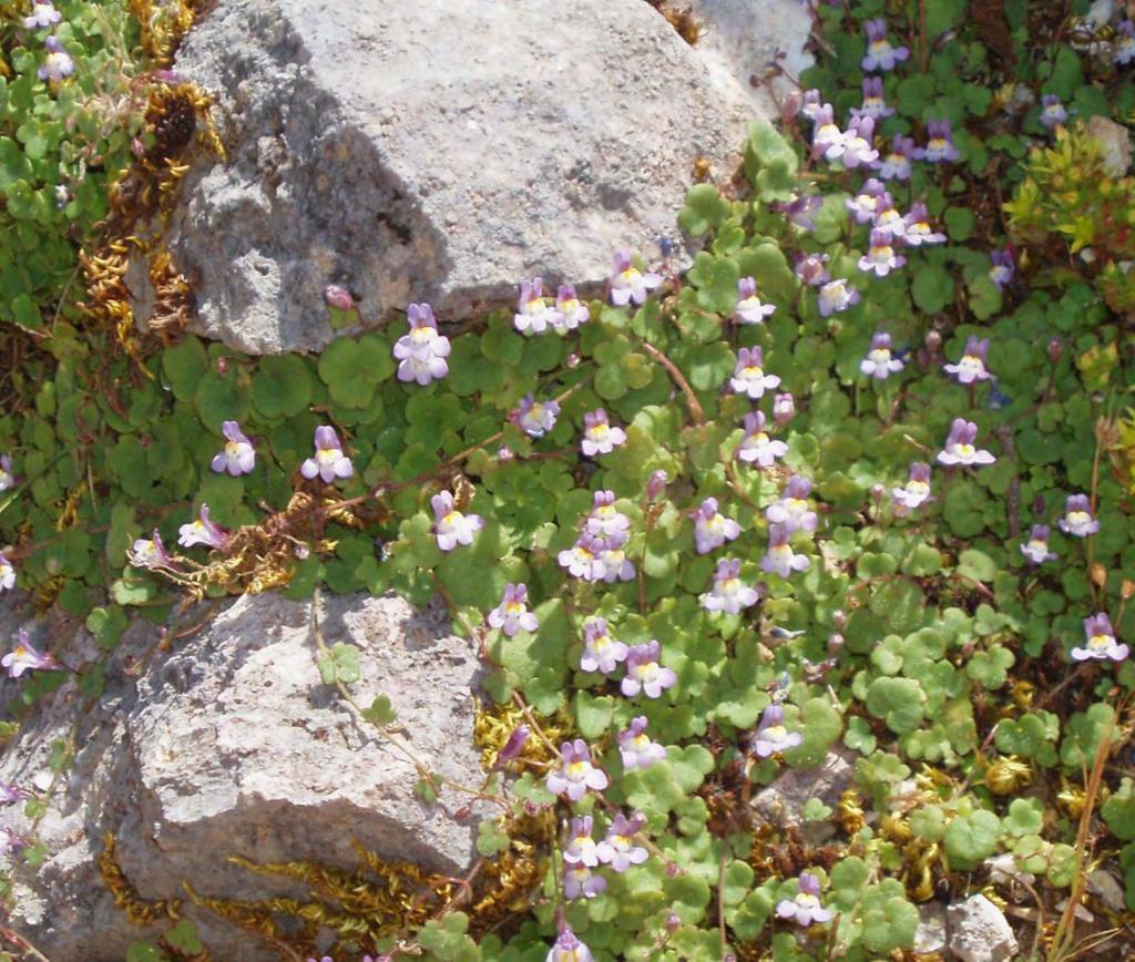 Κίνδυνοι Απειλές Σε όσες από τις θέσεις η Cymbalaria microcalyx subsp.