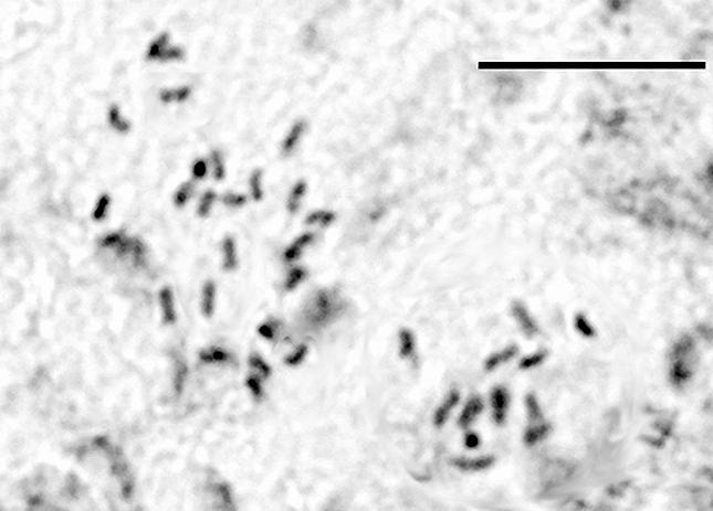 3. Cerastium candidissimum Correns 2n = 4x = 36 (Εικ. 31). ΙοΙ: Κεφαλονιά: Αίνος, Χιονίστρα, υψόμ. 1.596 m, 12 Σεπτεμβρίου 2008, Καραγιάννη & Σαμαροπούλου, cult. no SK28 (UPA).