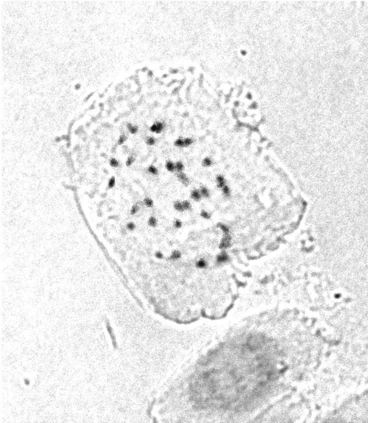 7. Scutellaria rupestris Boiss. & Heldr. subsp. cephalonica (Bornm.) Greuter & Burdet 2n = 2x = 34 (Εικ. 35). ΙοΙ: Κεφαλονιά: Όρος Ρούδι, υψόμ. 803 m, 11 Απριλίου 2013, Καραγιάννη & Σαμαροπούλου cult.