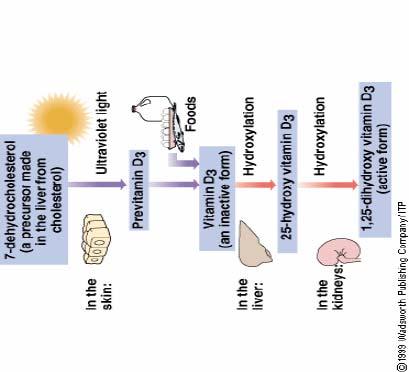 Εικόνα 1.5 Σύνθεση, διαιτητική πρόσληψη και μεταβολισμός της βιταμίνης D 1.4.2.