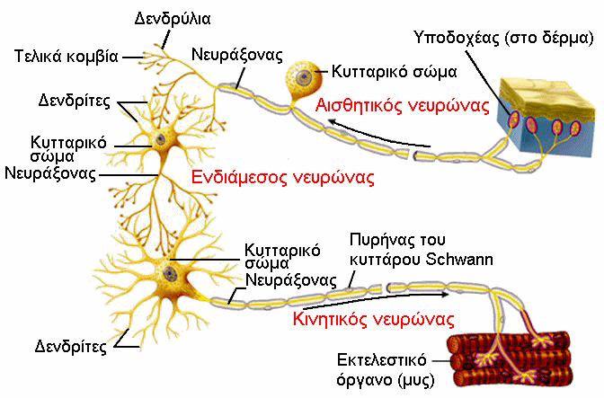 2)Οη ελδηάµεζνη ή ζπλδεηηθνί λεπξψλεο: ζην εζσηεξηθφ ηνπ θεληξηθνχ ζπζηήκαηνο, ελζσκαηψλνπλ ηηο πιεξνθνξίεο πνπ παξέρνπλ νη αηζζεηήξηνη λεπξψλεο θαη ηηο κεηαδίδνπλ ζηνπο θηλεηηθνχο λεπξψλεο.