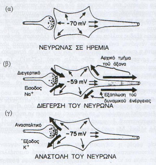Δηθφλα 18- Φάζεηο ηνπ λεπξψλα Η εθθφξηηζε φκσο ελφο κφλν δηεγεξηηθνχ ζπλαπηηθνχ θνκβίνπ δελ κπνξεί πνηέ λα πξνθαιέζεη ηελ έθιπζε ηέηνηνπ κεηαζπλαπηηθνχ δπλακηθνχ (PSP).