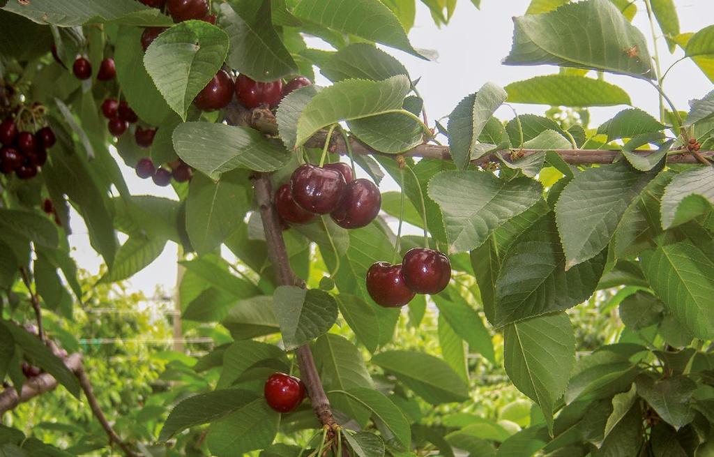 1.4 Κερασιά. Σήμερα η κερασιά καλλιεργείται σε όλα τα διαμερίσματα της χώρας μας, ακόμη και στα νησιά, σε εκτάσεις που πλησιάζουν τα 100.000 στρέμματα.