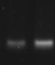 με την μέθοδο της PCR