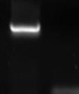 το αλληλόμορφο G το προϊόν PCR