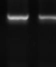 της PCR (407bp).