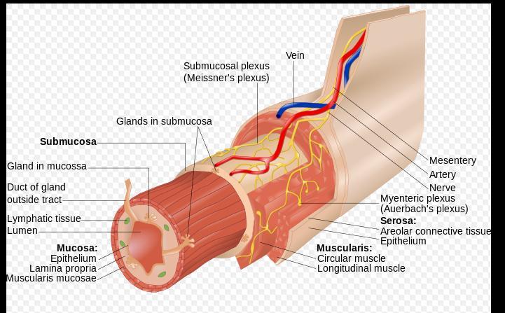 Εξω μυικό στρώμμα - Muscularis externa Λείες μυικές ίνες με έσω κυκλοτερείς και έξω επιμήκεις μυικές ίνες ξεχωριστά από το μυεντερικό πλέγμα