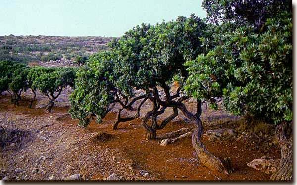 Β. Η ΜΑΣΤΙΧΑ 1. ΤΟ ΜΑΣΤΙΧΟΔΕΝΤΡΟ ΚΑΙ Η ΡΗΤΙΝΗ Ο μαστιχοφόρος σκίνος (επιστημονικά Pistacia Lentiscus var.