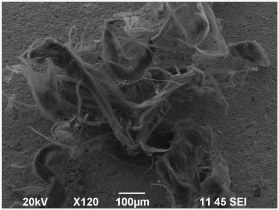 Εικόνες SEM των νανοσωλήνων άνθρακα που χρησιμοποιήθηκαν στην εργασία.
