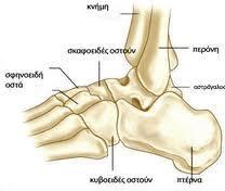 ΑΡΘΡΩΣΗ ΤΟΥ ΑΚΡΟΥ ΠΟΔΑ Ο σκελετός του άκρου πόδα αποτελείται από τα οστά του ταρσού, τα μετατάρσια και τα οστά των δακτύλων.