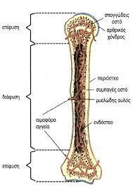 ΒΑΣΙΚΕΣ ΕΝΝΟΙΕΣ ΑΝΑΤΟΜΙΑΣ ΟΣΤΩΝ - ΑΡΘΡΩΣΕΩΝ ΟΣΤΟ ΜΕΡΗ ΟΣΤΟΥ (μακρύ) Τα οστά χωρίζονται σε μακρά, πλατιά και βραχέα ανώμαλα ή ακανόνιστα.