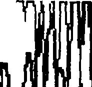 ανάλυση της αλληλουχίας (sequencing): Αλληλόμορφο