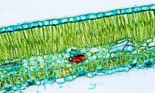 4. Φύλλο Ανατομία Ανατομία του φύλλου εγκάρσια τομή Πάνω επιδερμίδα Τραπεζοειδή κύτταρα σε στενή επαφή, 30-50 x 25-30 μm Καλύπτονται από την εφυμενίδα (προστατευτικό κάλυμμα από πηκτινικές & κηρώδεις