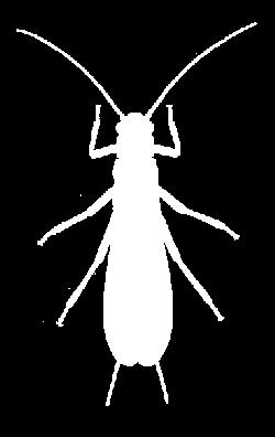 Ημιμετάβολα, Exopterygota Neoptera Plecoptera (stoneflies) Μέτριο μέγεθος Οπίσθιες πτέρυγες μεγαλύτερες από