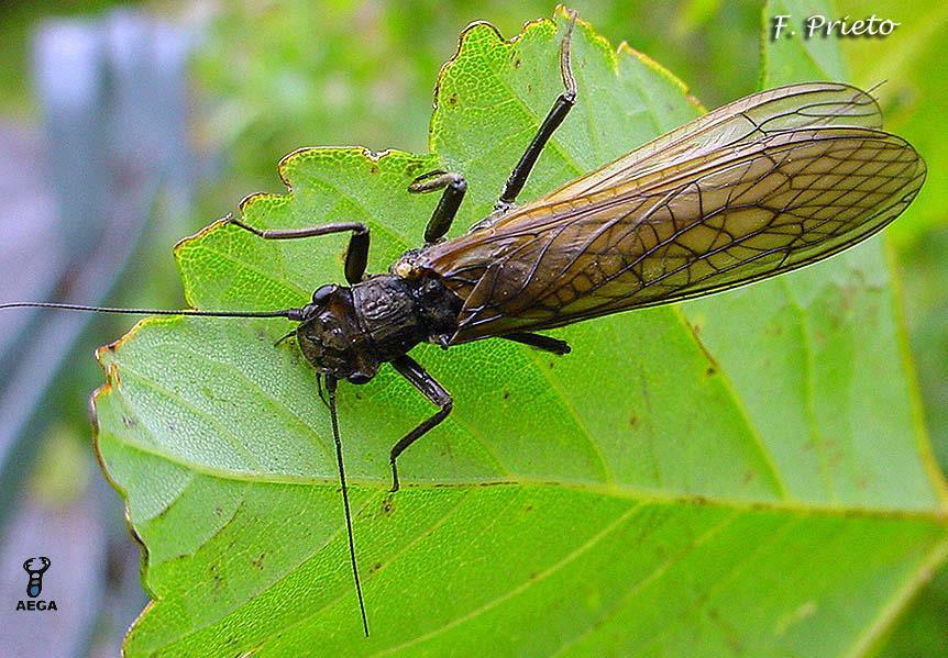 Neoptera Plecoptera