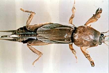 Gryllotalpidae Grylotalpa