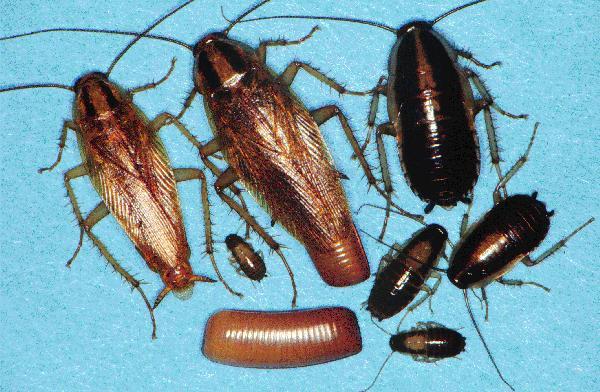 Blattodea (Cockroaches) Στάδια