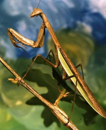 Mantodea