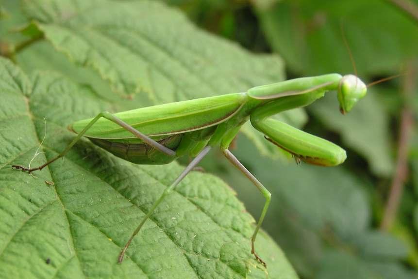 Mantids, το