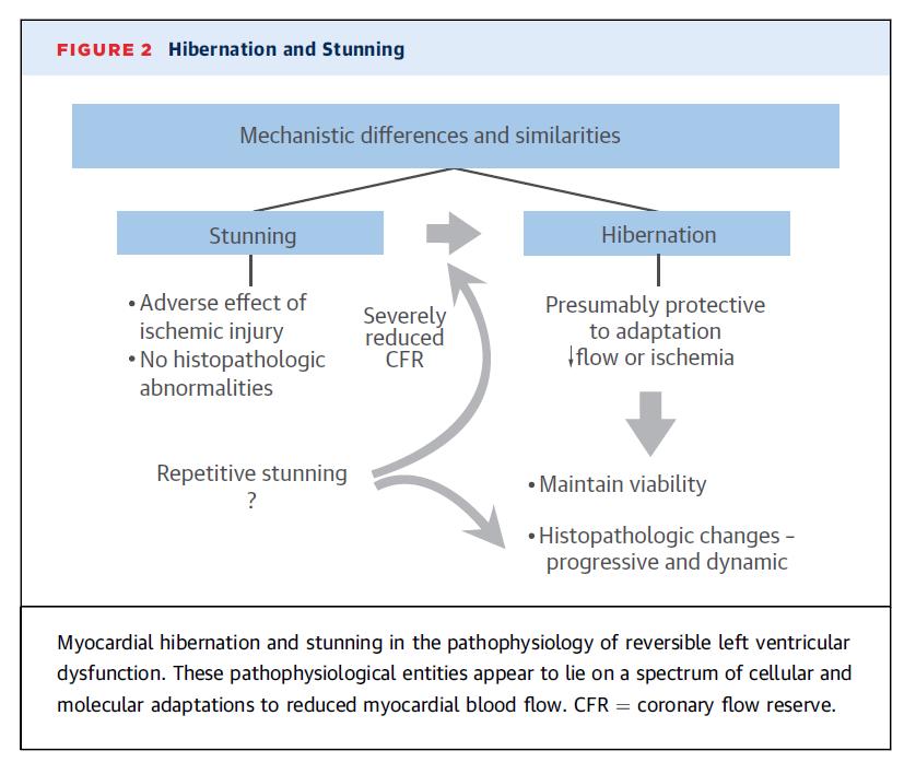 Viable Myocardium Myocardial segments characterized by reduced function at rest but potentially recoverable either