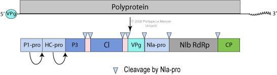 Potyviridae.