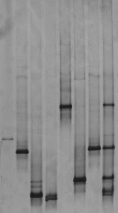 PCR όπου ο ένας εκκινητής κατέχει μια ουρά (clamp) 40 βάσεων εμπλουτισμένη σε GC 5 - CGCCCGCCGCGCGCGGCG GGCGGG GCGGGGGCACGG GGGG -GCCTACGGGAG