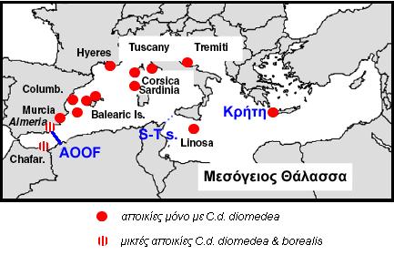 Α. Οικολογία του Αρτέμη Μέσα στον κλάδο της Παλαιαρκτικής οι απλότυποι του Ατλαντικού και της Μεσογείου διαφέρουν μεταξύ τους τόσο όσο και από τους απλότυπους του Πράσινου Ακρωτηρίου, υποδηλώνοντας