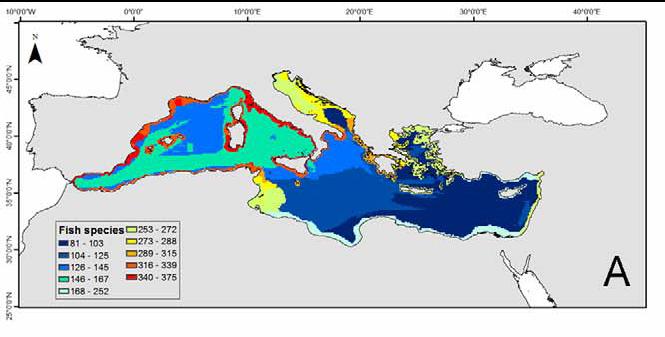 Α. Οικολογία του Αρτέμη Εικόνα 7. Αριθμοί ειδών ψαριών στην Μεσόγειο (πηγή: Coll et al. 2010) Εικόνα 8. Μέση πρωτογενής παραγωγή στην Μεσόγειο (πηγή: Coll et al.