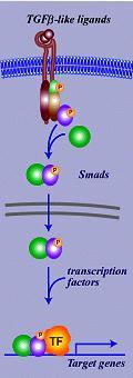 7 Pancreatic carcinomas point mutation Human pancreatic carcinomas mostly show a loss of part of chrm. 18.