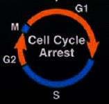 All proteins (K-RAS, INK4a, p53 and TGF-β) regulate directly or indirectly G1 progression, to E2F dependent S phase