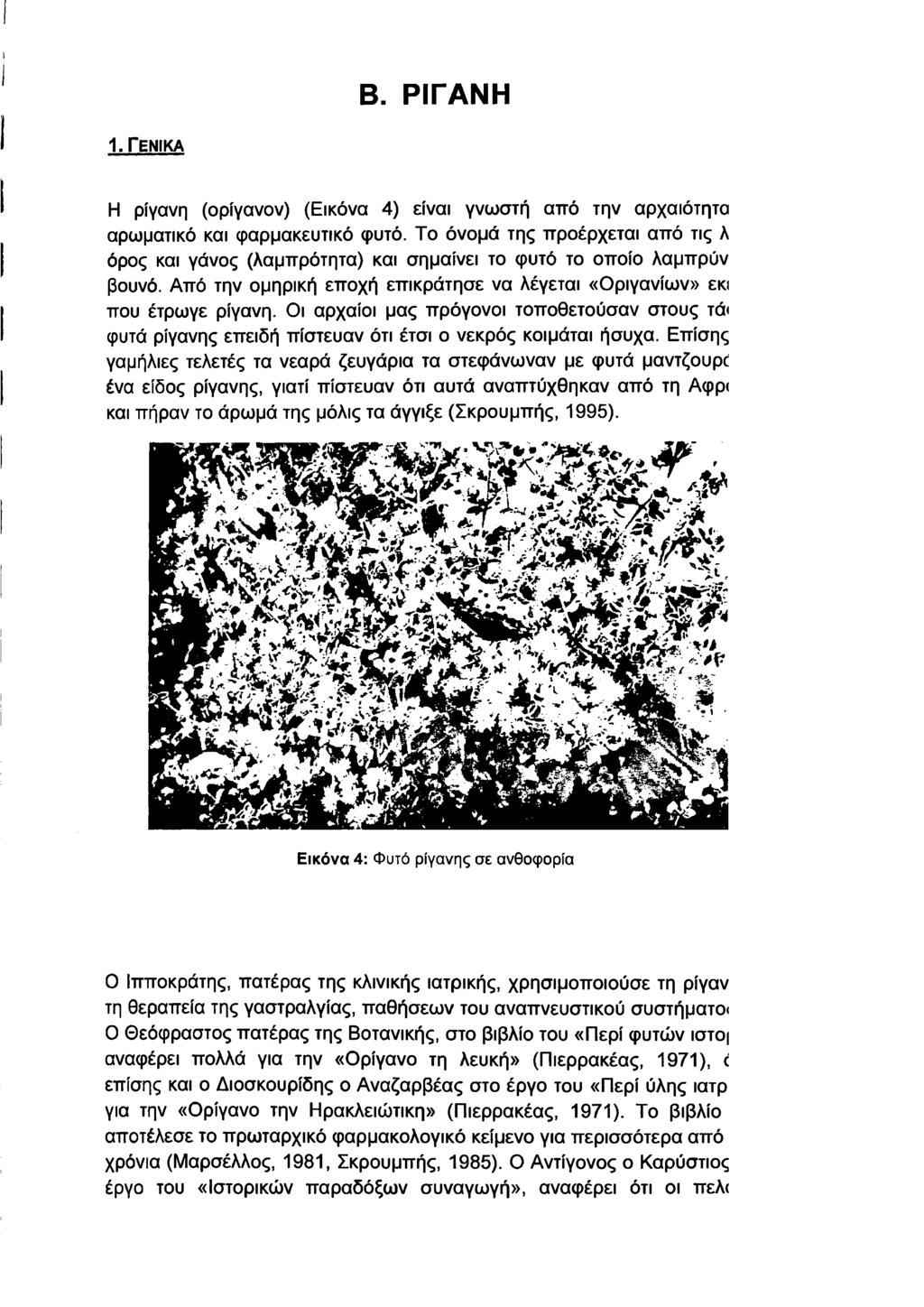 Β. ΡΙΓΑΝΗ 1. ΓΕΝΙΚΑ Η ρίγανη (ορίγανον) (Εικόνα 4) είναι γνωστή από την αρχαιότητα αρωματικό και φαρμακευτικό φυτό.